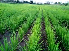 culture de riz (octobre 2017)